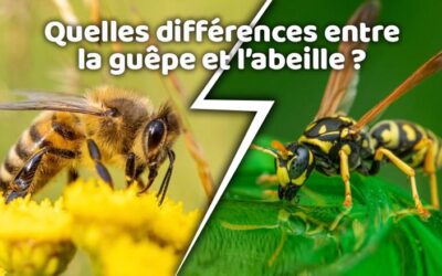 Lutte contre les nuisibles 15 Quelles différences entre la guêpe et l’abeille ?
