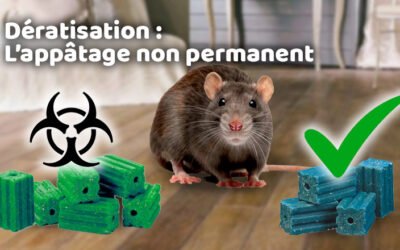 Lutte contre les nuisibles 15 Dératisation : l’appâtage non permanent