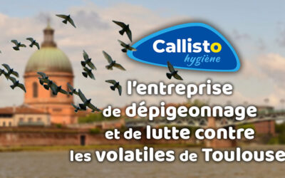Lutte contre les nuisibles 13 Callisto, l’entreprise de dépigeonnage et de lutte contre les pigeons de Toulouse