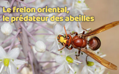 Lutte contre les nuisibles 14 Qui est le frelon oriental, le nouveau prédateur des abeilles ?