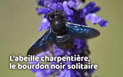 Lutte contre les nuisibles 15 L’abeille charpentière, le bourdon noir solitaire