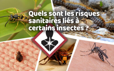 Lutte contre les nuisibles 14 Quels sont les risques sanitaires liés à certains insectes ?