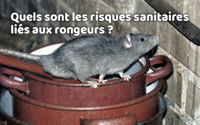 Lutte contre les nuisibles 13 Quels sont les risques sanitaires liés aux rongeurs ?