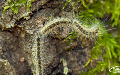 Lutte contre les nuisibles 14 Attention aux chenilles processionnaires : ces insectes dangereux peuvent provoquer des réactions allergiques graves !