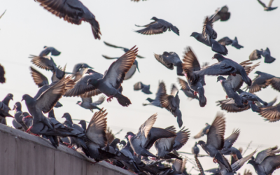 Lutte contre les nuisibles 14 Callisto Hygiène, une entreprise de dépigeonnage et ses solutions anti-pigeons